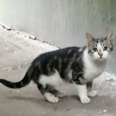 Подробнее об объявлении «Найдена кошка или кот Москва» Фото: найдена кошка  «Найдена кошка или кот Москва» в г. Москва