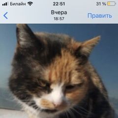 Подробнее об объявлении «Найдена кошка трёхцветка Москва» Фото: найдена кошка  «Найдена кошка трёхцветка Москва» в г. Москва