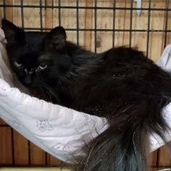 Подробнее об объявлении «Найден кот чёрный кот Жуковский» Фото: найдена кошка  «Найден кот чёрный кот Жуковский» в г. Жуковский