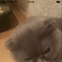 Подробнее об объявлении «Найдена кошка вислоухая серая Москва» Фото: найдена кошка Скоттиш фолд (шотландская вислоухая) «Найдена кошка вислоухая серая Москва» в г. Москва