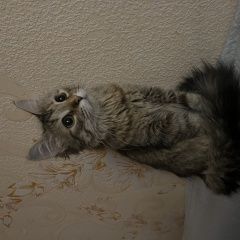 Подробнее об объявлении «Найдена кошка Ульяновск» Фото: найдена кошка  «Найдена кошка Ульяновск» в г. Ульяновск