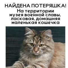 Подробнее об объявлении «Найдена кошка Гомель» Фото: найдена кошка  «Найдена кошка Гомель» в г. Гомель