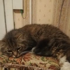 Подробнее об объявлении «Найдена кошка Бобруйск» Фото: найдена кошка  «Найдена кошка Бобруйск» в г. Бобруйск