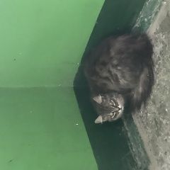 Подробнее об объявлении «Найдена кошка екат, виз Екатеринбург» Фото: найдена кошка  «Найдена кошка екат, виз Екатеринбург» в г. Екатеринбург