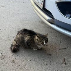Подробнее об объявлении «Найдена кошка Москва» Фото: найдена кошка  «Найдена кошка Москва» в г. Москва
