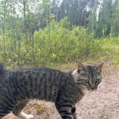 Подробнее об объявлении «Найден котик. Санкт-Петербург» Фото: найдена кошка  «Найден котик. Санкт-Петербург» в г. Санкт-Петербург