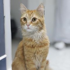 Подробнее об объявлении «Найден кот Ростов-на-Дону» Фото: найдена кошка  «Найден кот Ростов-на-Дону» в г. Ростов-на-Дону