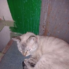 Подробнее об объявлении «Найдена кошка Луганск» Фото: найдена кошка  «Найдена кошка Луганск» в г. Луганск