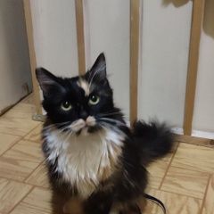 Подробнее об объявлении «Найдена кошка трёхцветка Пушкино» Фото: найдена кошка  «Найдена кошка трёхцветка Пушкино» в г. Пушкино