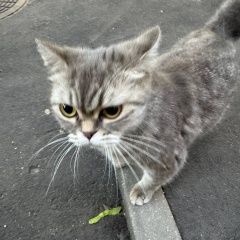 Подробнее об объявлении «Найдена кошка Москва» Фото: найдена кошка  «Найдена кошка Москва» в г. Москва