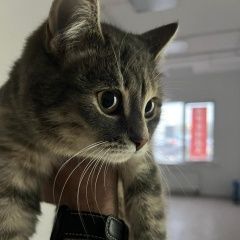 Подробнее об объявлении «Найдена кошка Москва» Фото: найдена кошка  «Найдена кошка Москва» в г. Москва