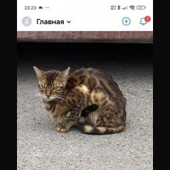Подробнее об объявлении «Найдена кошка или кот бенгальский Раменское» Фото: найдена кошка  «Найдена кошка или кот бенгальский Раменское» в г. Раменское