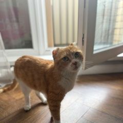 Подробнее об объявлении «Найдена кошка Улан-Удэ» Фото: найдена кошка  «Найдена кошка Улан-Удэ» в г. Улан-Удэ