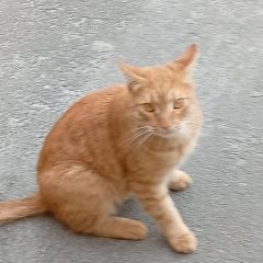 Подробнее об объявлении «Найден кот Электросталь» Фото: найдена кошка  «Найден кот Электросталь» в г. Электросталь