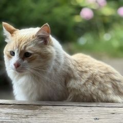 Подробнее об объявлении «Найдена кошка кот рыжий Васильево» Фото: найдена кошка  «Найдена кошка кот рыжий Васильево» в г. Васильево