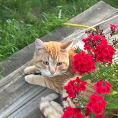 Подробнее об объявлении «Найден котик Красноярск» Фото: найдена кошка  «Найден котик Красноярск» в г. Красноярск