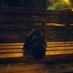 Подробнее об объявлении «Найдена кошка черный (темный) кот Москва» Фото: найдена кошка  «Найдена кошка черный (темный) кот Москва» в г. Москва