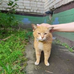 Подробнее об объявлении «Найден кот, без хвоста Ярославль» Фото: найдена кошка  «Найден кот, без хвоста Ярославль» в г. Ярославль