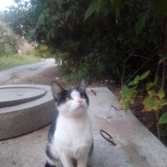 Картинка найдена кошка В городе Волгоград нашлась кошечка. Волгоград
