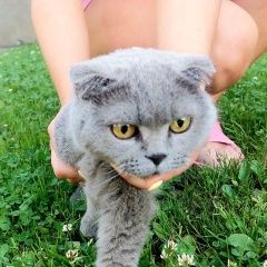 Подробнее об объявлении «Найдена кошка шотландская вислоухая. Зеленоград» Фото: найдена кошка  «Найдена кошка шотландская вислоухая. Зеленоград» в г. Зеленоград