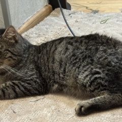 Подробнее об объявлении «Найден кот боб тейл Туапсе» Фото: найдена кошка Бобтейл «Найден кот боб тейл Туапсе» в г. Туапсе