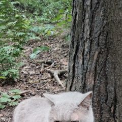 Подробнее об объявлении «Найден кот Ижевск» Фото: найдена кошка  «Найден кот Ижевск» в г. Ижевск