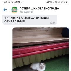 Подробнее об объявлении «Найдена кошка кот Зеленоград» Фото: найдена кошка  «Найдена кошка кот Зеленоград» в г. Зеленоград