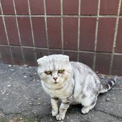 Подробнее об объявлении «Найдена кошка кот вислоухий Раменское» Фото: найдена кошка Скоттиш фолд (шотландская вислоухая) «Найдена кошка кот вислоухий Раменское» в г. Раменское