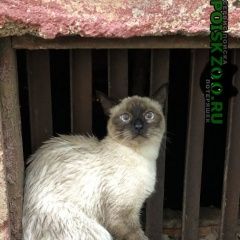 Подробнее об объявлении «Раменское Найдена кошка» Фото: найдена кошка Сиамская «Раменское Найдена кошка» в г. Раменское