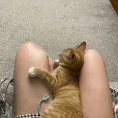 Подробнее об объявлении «Найден кот Санкт-Петербург» Фото: найдена кошка  «Найден кот Санкт-Петербург» в г. Санкт-Петербург