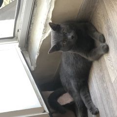 Подробнее об объявлении «Найден кот, рассказовка Москва» Фото: найдена кошка  «Найден кот, рассказовка Москва» в г. Москва