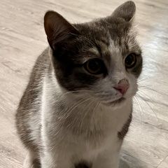 Подробнее об объявлении «Кемерово Найден кот 26 июля 2025» Фото: найдена кошка  «Кемерово Найден кот 26 июля 2025» в г. Кемерово