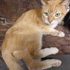 Подробнее об объявлении «Найдена кошка Москва» Фото: найдена кошка  «Найдена кошка Москва» в г. Москва