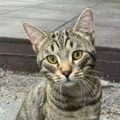 Подробнее об объявлении «Найден кот Новокузнецк» Фото: найдена кошка Сибирская кошка «Найден кот Новокузнецк» в г. Новокузнецк
