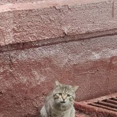 Подробнее об объявлении «Найден кот полосатый Москва» Фото: найдена кошка  «Найден кот полосатый Москва» в г. Москва