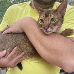 Подробнее об объявлении «Санкт-Петербург Найден кот» Фото: найдена кошка Абиссинская кошка «Санкт-Петербург Найден кот» в г. Санкт-Петербург