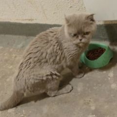Подробнее об объявлении «Подольск Найдена кошка шотландская» Фото: найдена кошка  «Подольск Найдена кошка шотландская» в г. Подольск