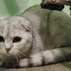 Подробнее об объявлении «Найден кот Москва» Фото: найдена кошка  «Найден кот Москва» в г. Москва