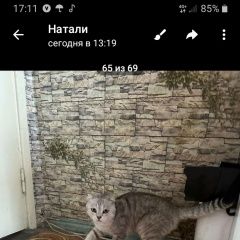 Подробнее об объявлении «Одинцово Найдена кошка подбросили в подъезд» Фото: найдена кошка Британская короткошерстная кошка «Одинцово Найдена кошка подбросили в подъезд» в г. Одинцово