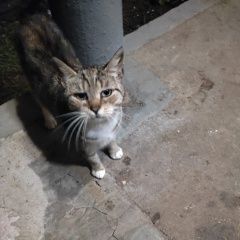 Подробнее об объявлении «Найдена кошка Москва» Фото: найдена кошка  «Найдена кошка Москва» в г. Москва