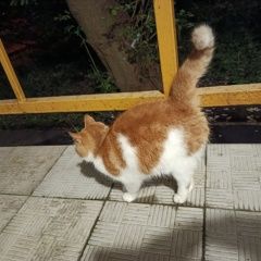 Подробнее об объявлении «Найдена кошка Москва» Фото: найдена кошка  «Найдена кошка Москва» в г. Москва