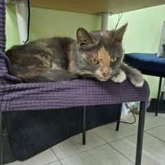 Подробнее об объявлении «Жуковский Найдена кошка трёхцветка» Фото: найдена кошка  «Жуковский Найдена кошка трёхцветка» в г. Жуковский