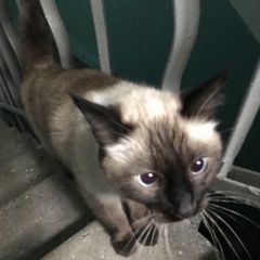 Подробнее об объявлении «Челябинск Найдена кошка» Фото: найдена кошка Сиамская кошка «Челябинск Найдена кошка» в г. Челябинск