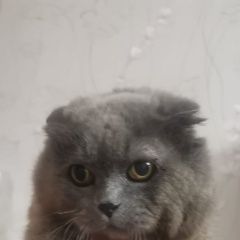Подробнее об объявлении «Найден кот вислоухий Москва» Фото: найдена кошка  «Найден кот вислоухий Москва» в г. Москва