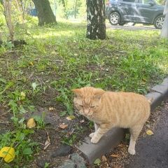 Подробнее об объявлении «Найден кот рыжий кот Москва» Фото: найдена кошка  «Найден кот рыжий кот Москва» в г. Москва