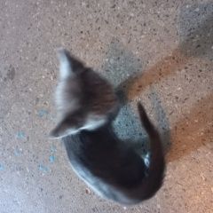 Подробнее об объявлении «Найдена кошка маленький котенок Камышин» Фото: найдена кошка  «Найдена кошка маленький котенок Камышин» в г. Камышин
