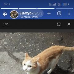 Подробнее об объявлении «Хабаровск Найден кот максимальный репост» Фото: найдена кошка  «Хабаровск Найден кот максимальный репост» в г. Хабаровск