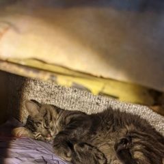 Подробнее об объявлении «Найден кот Москва» Фото: найдена кошка  «Найден кот Москва» в г. Москва
