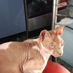 Подробнее об объявлении «Севастополь Найден кот взрослый котик, породы сфинкс» Фото: найдена кошка Сфинкс «Севастополь Найден кот взрослый котик, породы...» в г. Севастополь