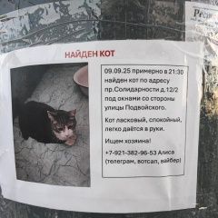 Подробнее об объявлении «Санкт-Петербург Найден кот. на солидарности» Фото: найдена кошка  «Санкт-Петербург Найден кот. на солидарности» в г. Санкт-Петербург